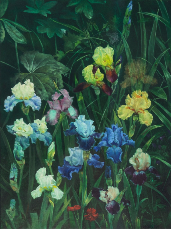 Bearded Iris, Oil, 90 x 120 cm