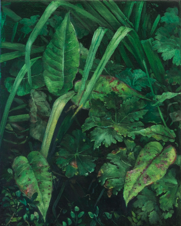 Wood sorrel, Oil, 40 x 50 cm