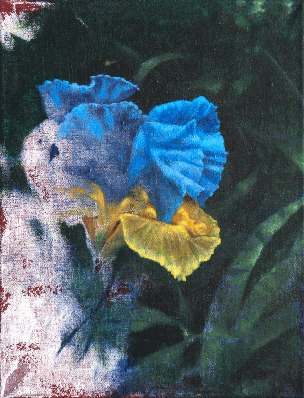 Blue Iris, Oil, 27 x 35 cm